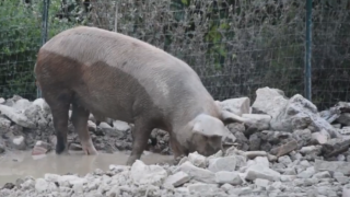 veganok – 2019-04-05T145828.595