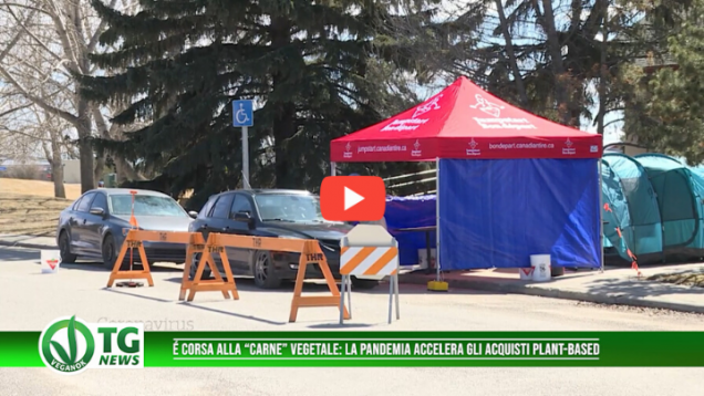 carne vegetale (5)