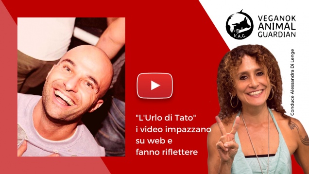 tato (1)