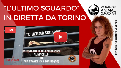 TORINO