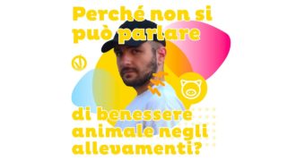 Perché non si può parlare di benessere animale negli allevamenti