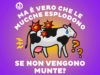 mucche