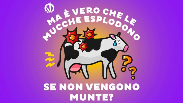 mucche