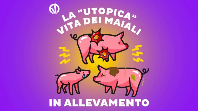Maialini