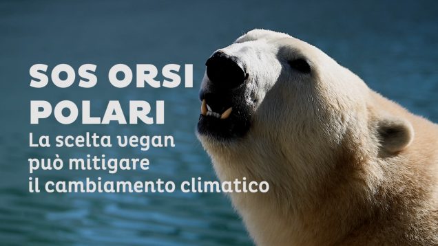 orsi polari